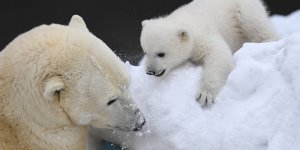 Putin: Arktika'da çevre büyük tehdit altında