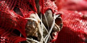 Balıkçılar yüzünü "salyangoz"a döndü