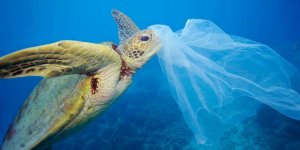 Plastikten en çok etkilenen beş deniz canlısı