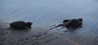 Kuşadası'nda caretta carettaların sayısı artıyor