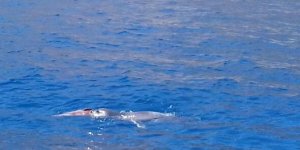 7 yıl sonra yeniden görüldü