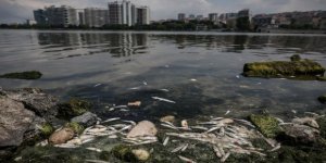 İstanbul’da tedirgin eden balık ölümleri