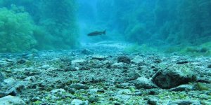 Denizlerimiz istilacı türlerden korunacak