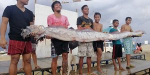 Deprem habercisi balık yine kıyıya vurdu