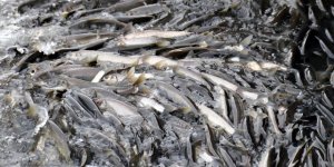 İnci kefallerinin dönüş yolculuğu başladı