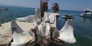 Deniz kıyısında devasa kemikler bulundu