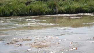 Kars çayında 2 metre 80 kiloluk yayın balığı