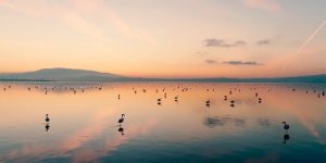 Gediz Deltası'na destek