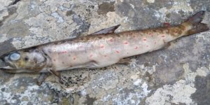 Balıkesir'de endemik tür katliamı