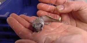 Antarktika’nın derinliklerinde yeni bir canlı