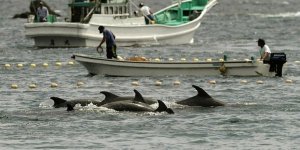 Yunus avına karşı ‘olimpiyatları boykot' çağrısı