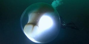 4 metre çapında kalamar yumurtası!