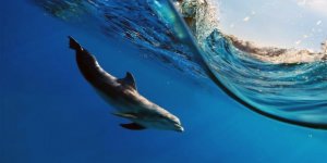 Mutur Yunusları İçin Arama Çalışmaları Başladı