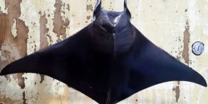 Antalya'nın davetsiz misafirleri çoğalıyor