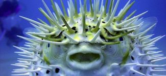 Bangladeş'te zehirli balık faciası