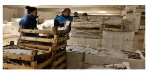 Boy yasağına uymayan tonlarca balığa el koyuldu