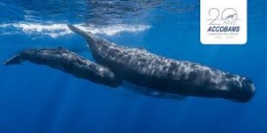 ACCOBAMS Dönem Başkanlığı Türkiye'yede