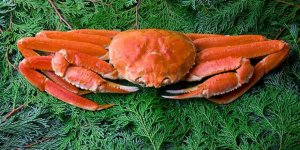 Bu yengeç 46 bin dolara satıldı