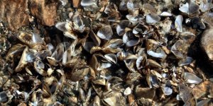 Van Gölü için 'zebra midye' tehlikesi