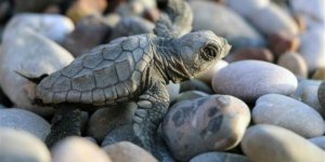 Caretta caretta yuvaları tahrip ediliyor