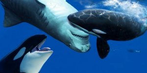 Bilim İnsanları İklim Konusunda Balina Etkisine Dikkat Çekiyor