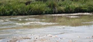 Kars Çayı'ndaki balık ölümleri için Valilik'ten açıklama geldi