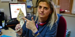 İnsan yüzlü sapan balığının avlanması yasak