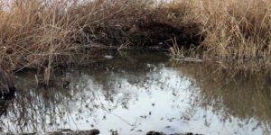 Sivrisinek balıkları, inci kefalinin belalısı oldu