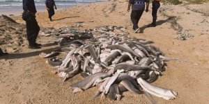 Başları kesilmiş onlarca yavru köpek balığı bulundu
