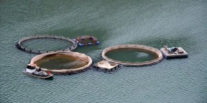 Japonya, Birleşik Arap Emirlikleri ve Vietnam'a balık ihracatı