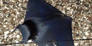 Akdeniz Körfezi'nde "şeytan vatozu" yakalandı