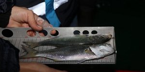 53 ton balığa el konuldu