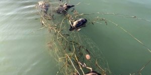 Sapanca Gölü’nde vahşet