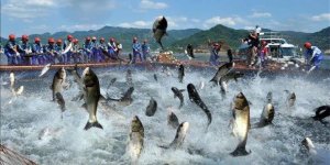 Küresel ısınma sofradaki balığı da vurdu!