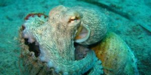 Silah yapabilmek için denize dalmayı öğrendiler