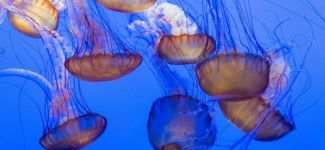 Deniz anaları Filipinler’de görücüye çıkıyor