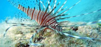 Akdeniz'de zehirli balık uyarısı