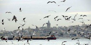 İstanbul’da ölen kuşlara Batı Nil virüsü bulaşmış