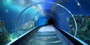 Trabzon’a tünel akvaryum yapılacak