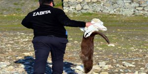 Su samurunun neden öldüğünü incelemeden gömdüler