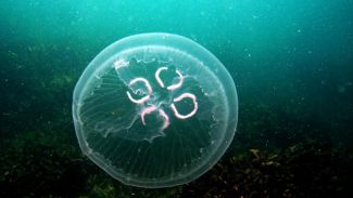 TÜDAV katil deniz analarını araştırıyor