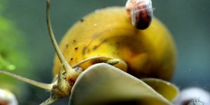 Gökçeada’nın tatlı sularında 4 yeni sucul salyangoz türü keşfedildi