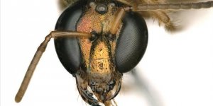 Yarı Dişi Yarı Erkek Arı Keşfedildi