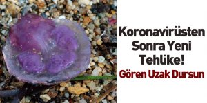 Zehir Saçan Pergelli Denizanası Kuşadası'nda Görüldü