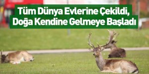 Tüm Dünya Evlerine Çekildi, Doğa Kendine Gelmeye Başladı