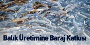 Balık Üretimine Baraj Katkısı