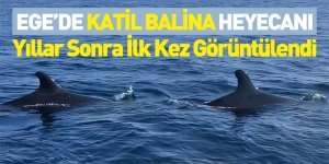 Ege’de Katil Balina Heyecanı! Yıllar Sonra İlk Kez Görüntülendi