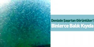 Denizde Şaşırtan Görüntüler! Binlerce Balık Kıyıda