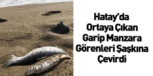 Hatay'da Binlerce Ölü Balık Kıyıya Vurdu