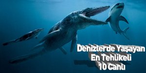 Denizlerde Yaşayan En Tehlikeli 10 Canlı
